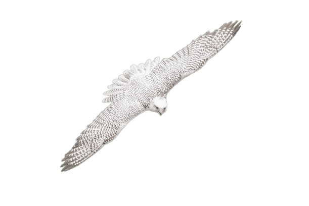 White gyrfalcon in flight