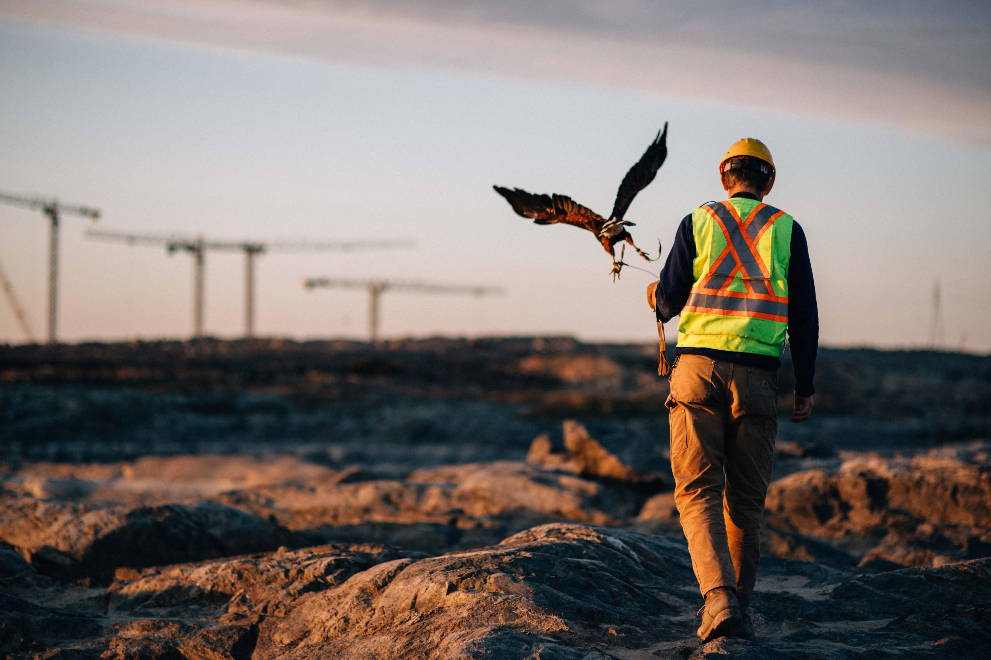 A hawk soars above a sawmill