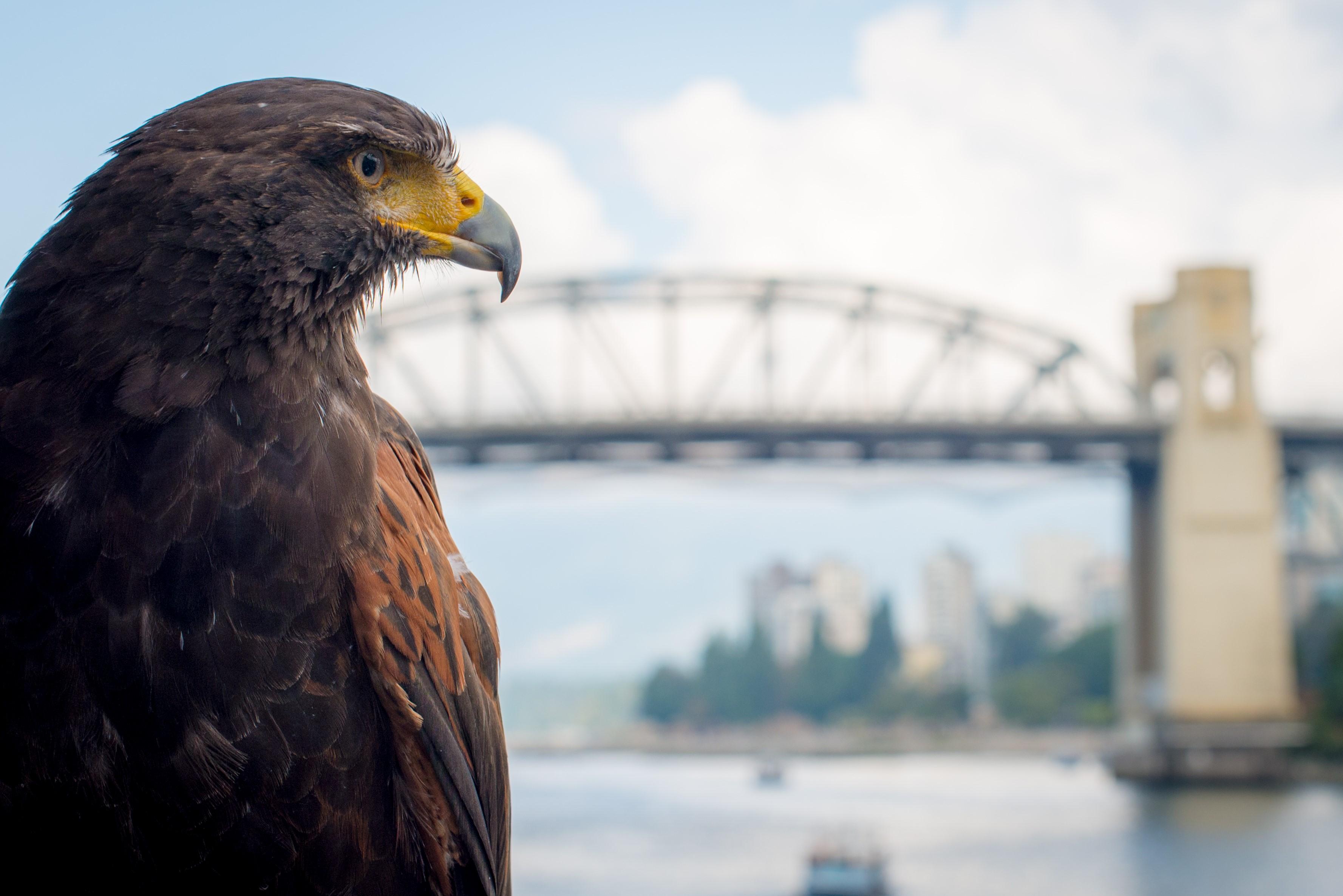 A hawk in front of the Vancouver skyline