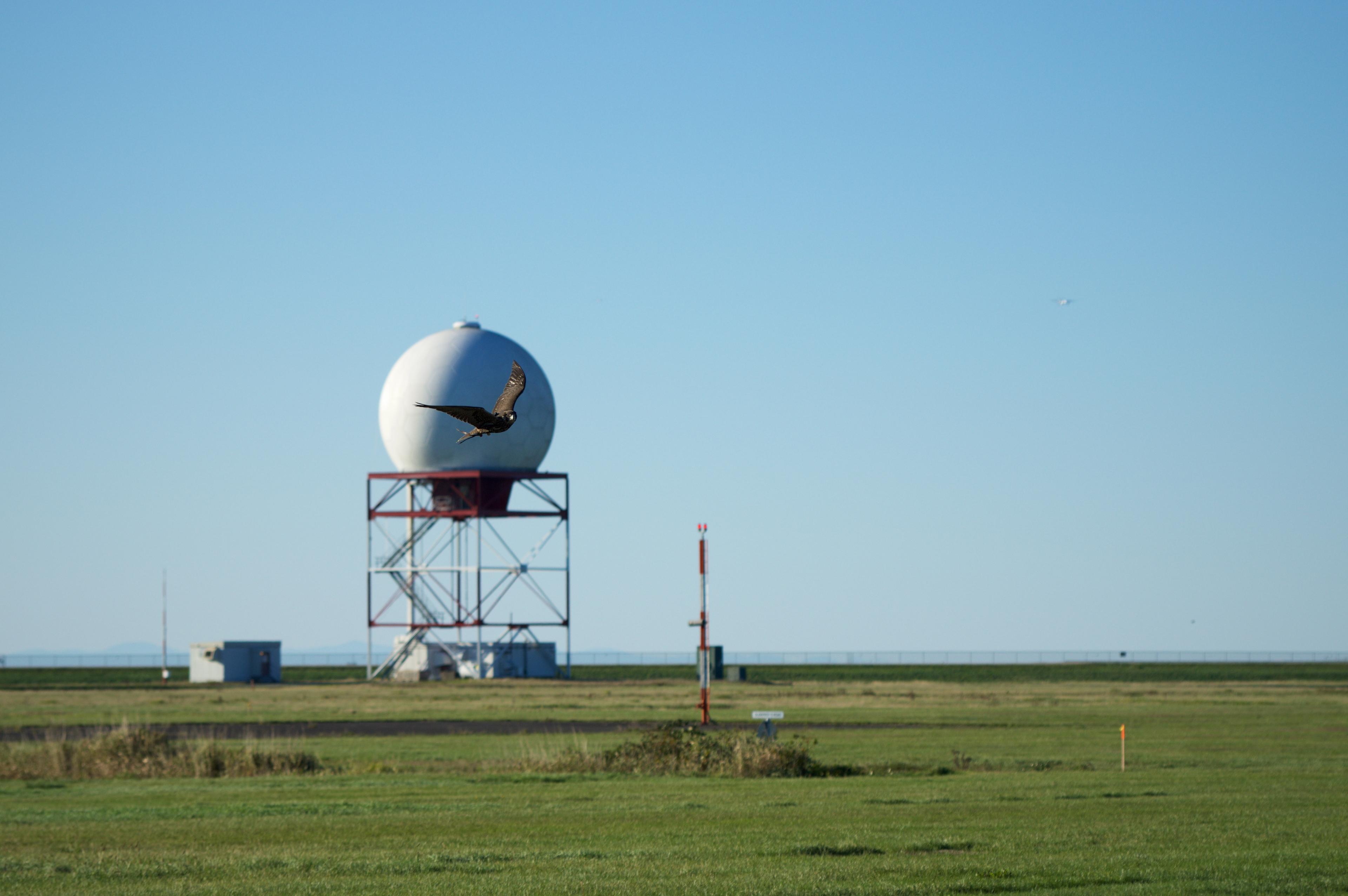 Close up image of a falcon on an airfield