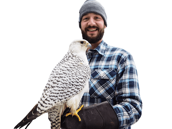 Man standing with a Gyrfalcon on his glove