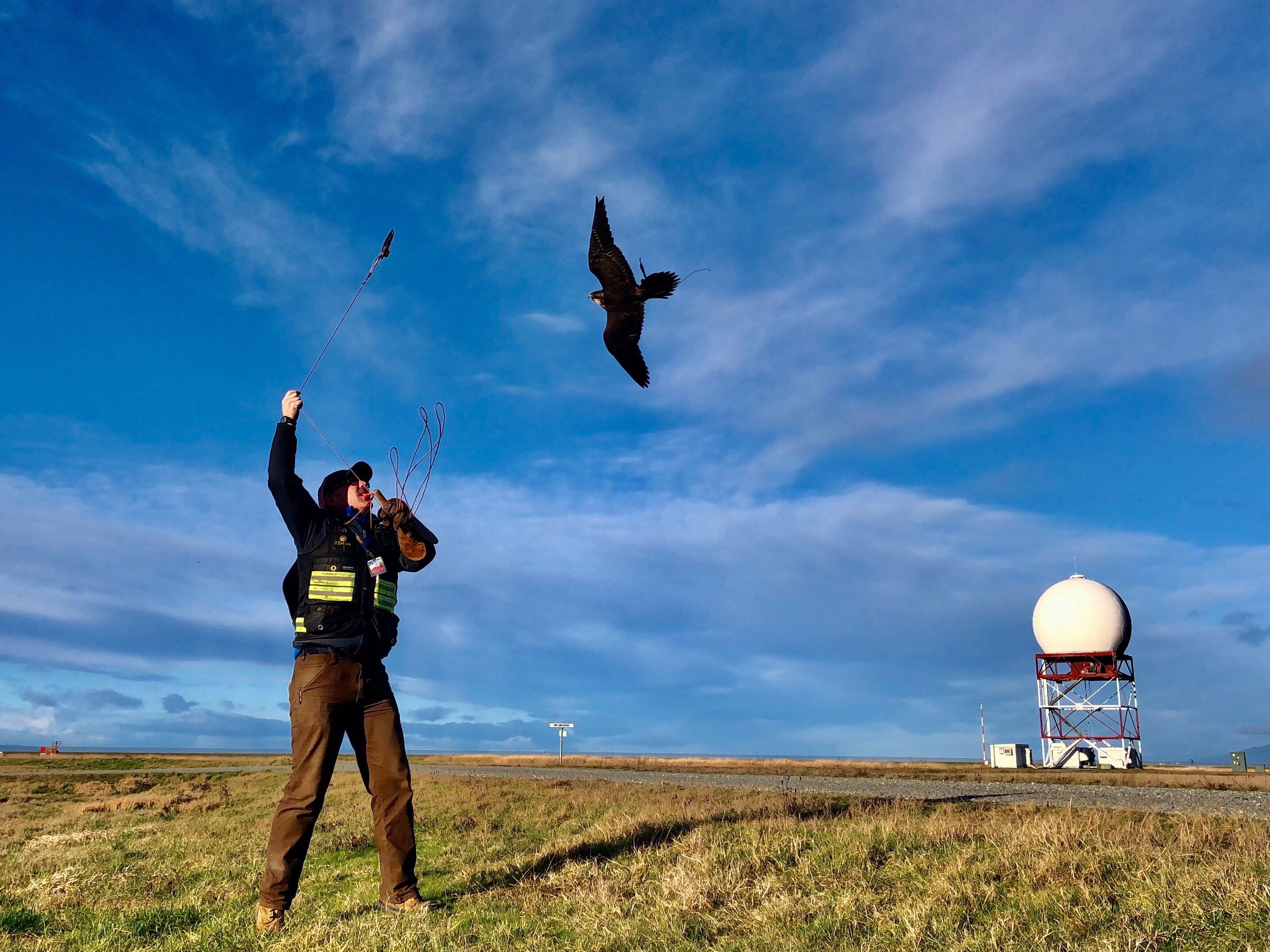A raptors employee flys a falcon with a lure on an airfield