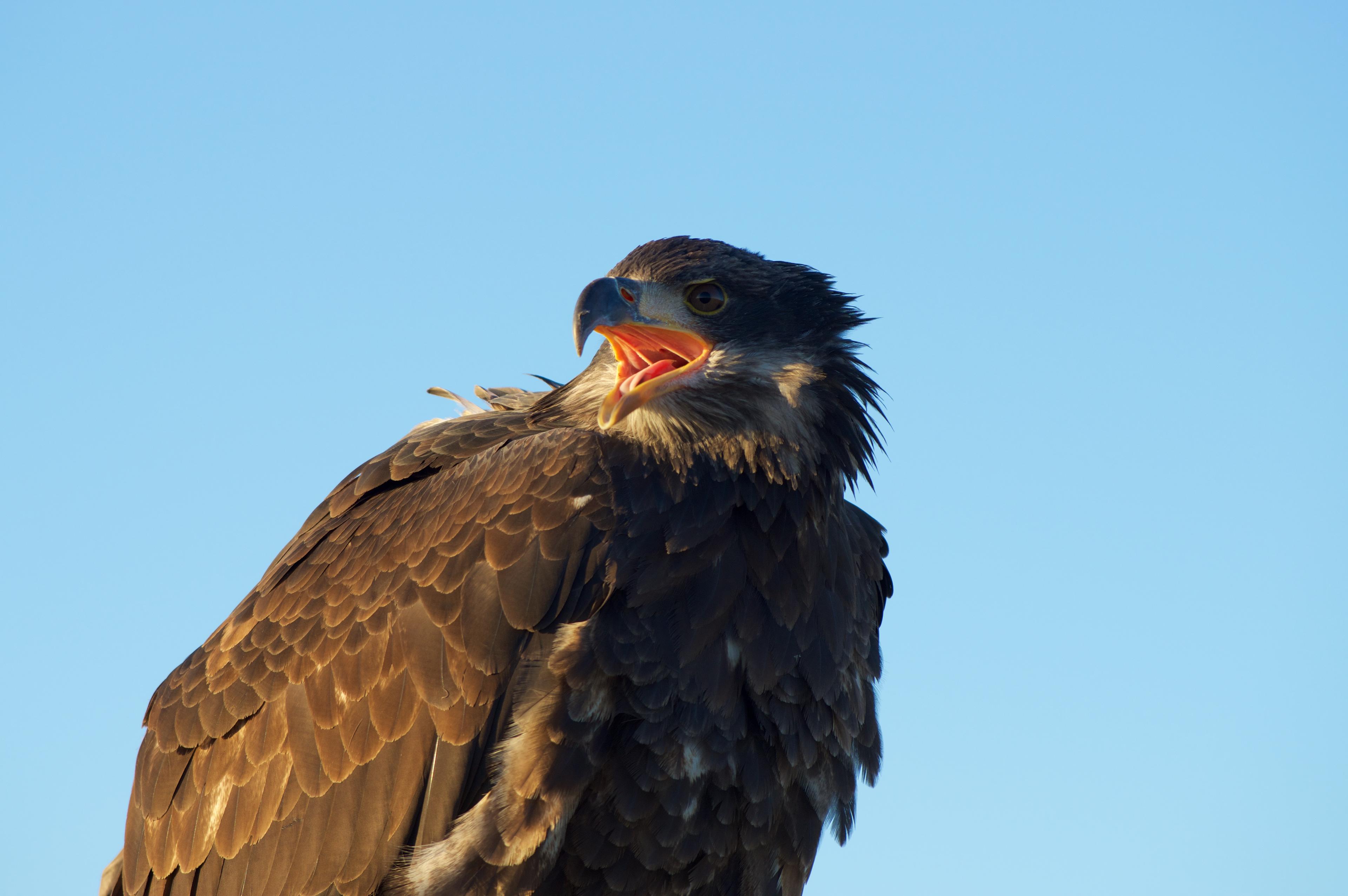 Juvenile bald eagle on a blue background