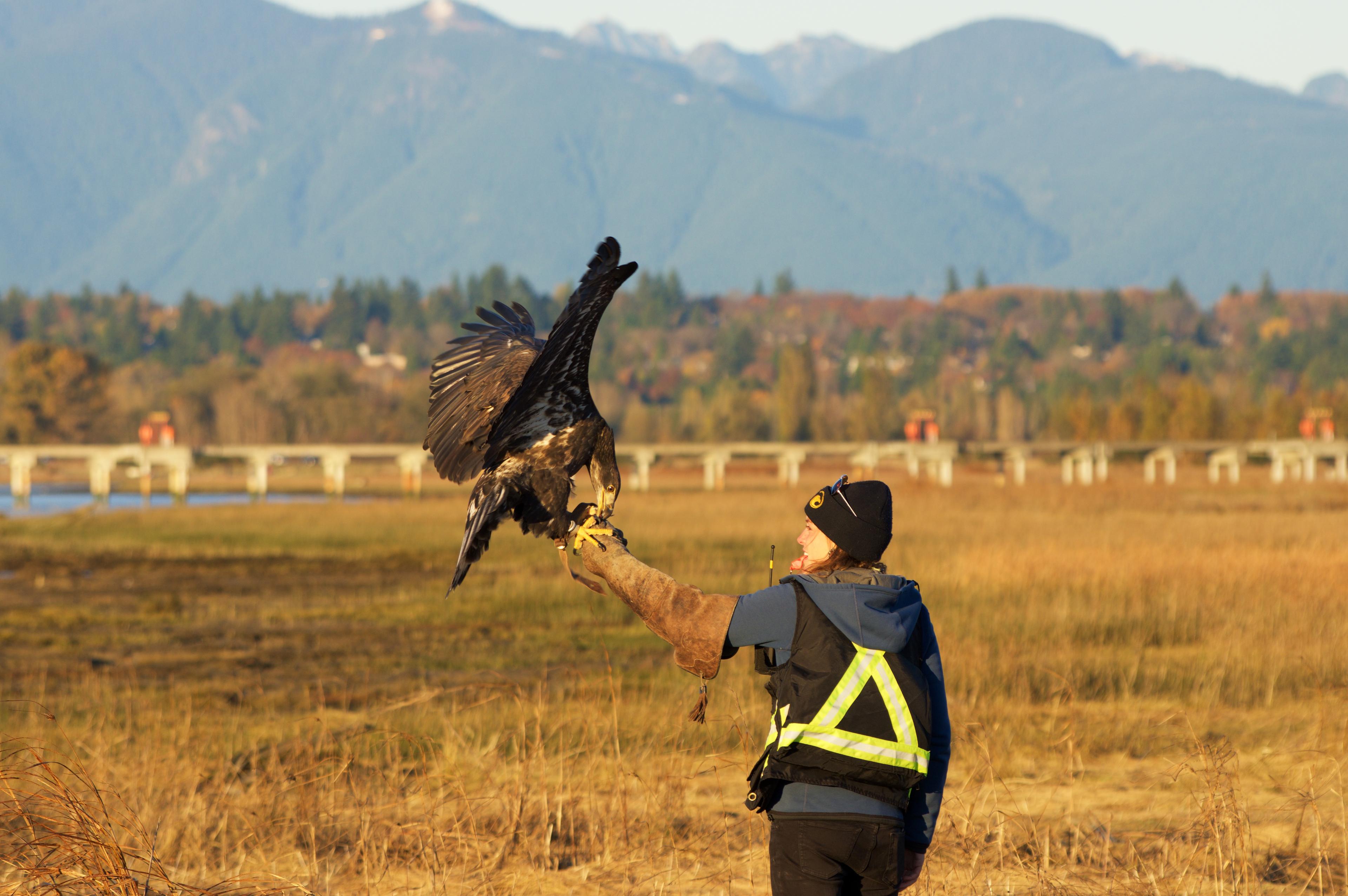A Raptors employee calls a young bald eagle to her glove on an airfield