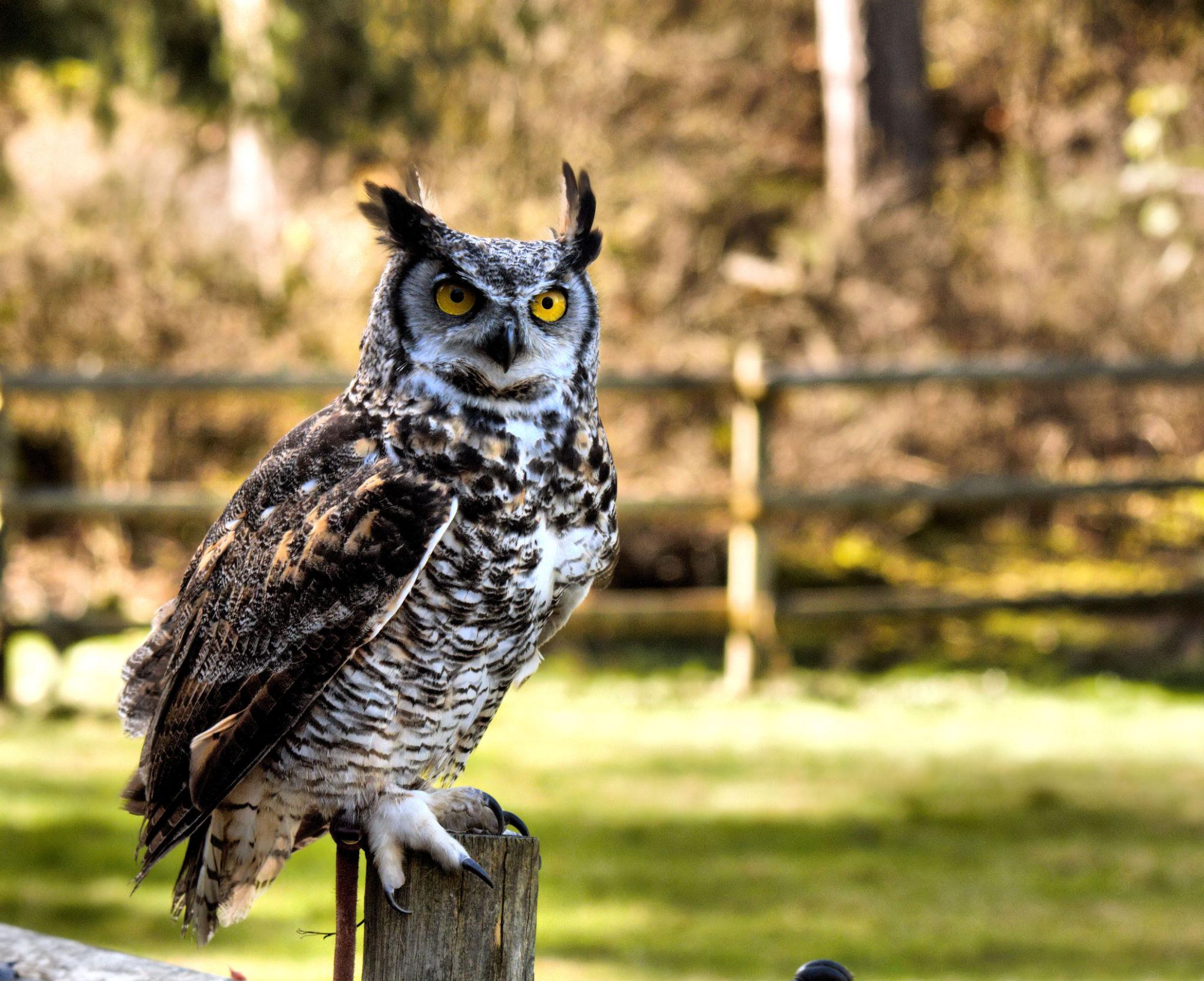 A Great-horned Owl sitting on a post